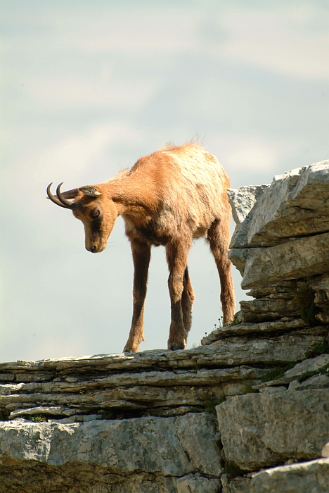 Camoscio d''Abruzzo Rupicapra pyrenaica ornata